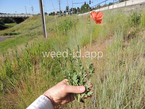 poppy, field